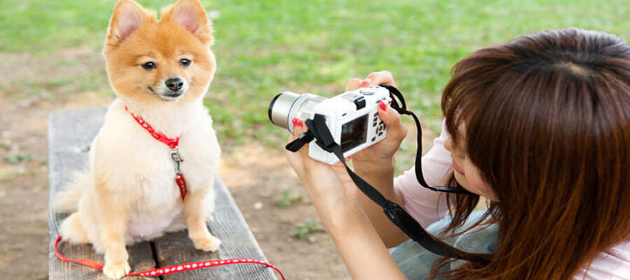 Creative Ways to Take Cute Pictures of Your Dog